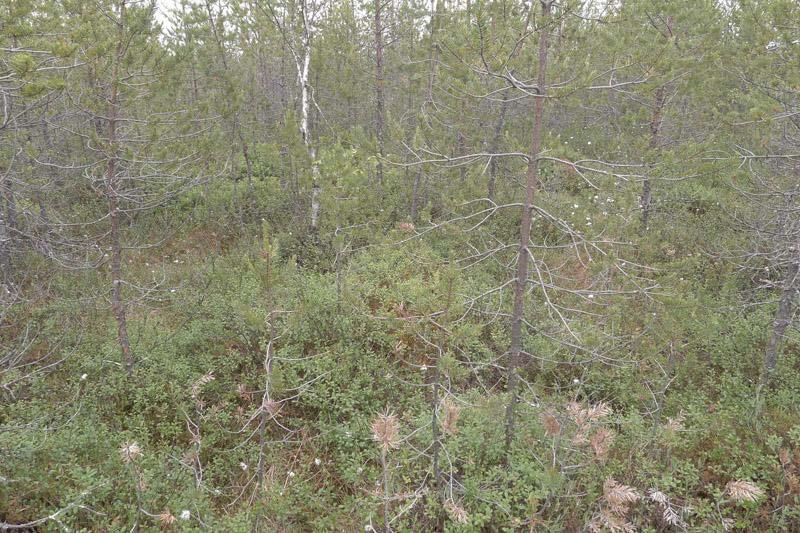 Alueen pohjoisosassa esiintyy muuttunutta rämettä. Selvitysalueen pohjoispuolella sijaitsee ojittamaton avosuo Sivusuo.