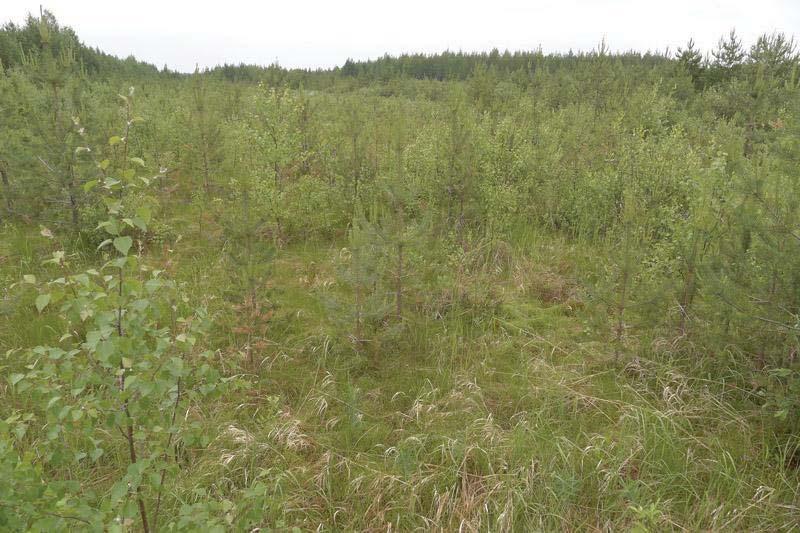 30 Joutilaana oleva ampumarata on metsistymässä. Pensaskerroksessa tavataan männyn ja hieskoivun taimia sekä kiiltopajua.