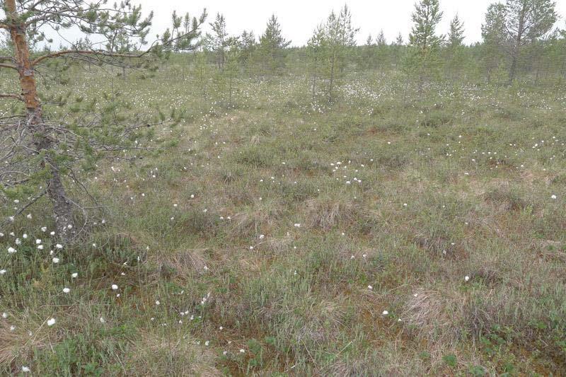 Selvitysalueen läheisyydessä sijaitseva Sivusuo Välimaan selvitysalueen maastotöiden yhteydessä tarkasteltiin myös sen pohjoispuolella sijaitsevan avosuon Sivusuon luontotyyppejä.