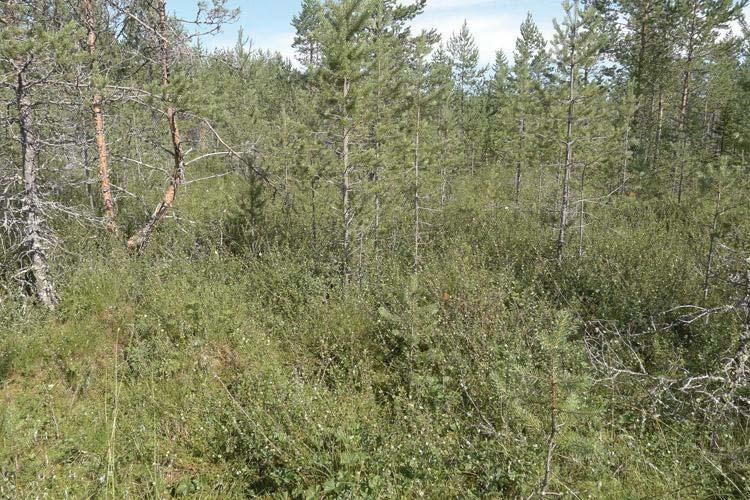 eikä vesilain 2. luvun 11 :n kohteita. Alue on kauttaaltaan ojitettu, eikä sillä tavattu luonnontilaisia tai uhanalaisia luontotyyppejä eikä suojelustatusta omaavia kasvilajeja.