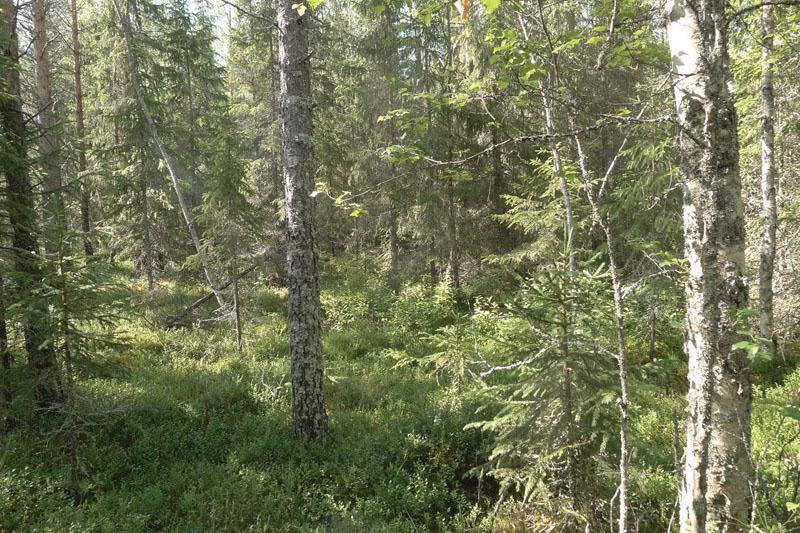 32 Selvitysalueen korpirämemuuttumien (KRmu) puustona on mäntyä ja kuusta.