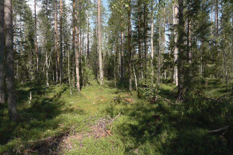 33 Kuva 48. Selvitysalueen koillisosassa esiintyy kuivahkoa kangasmetsää. Selvitysalueella tavataan lisäksi useilla paikoilla soistunutta kangasmetsää.