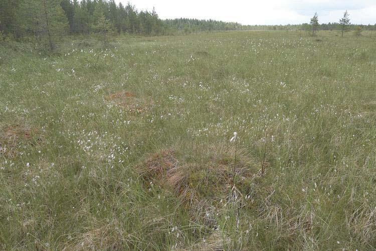 Lammet eivät ole luonnontilaisia, eikä niissä havaittu erityishuomiota vaativaa kasvilajistoa. Kuva 1. Vanhat suorakuopat.