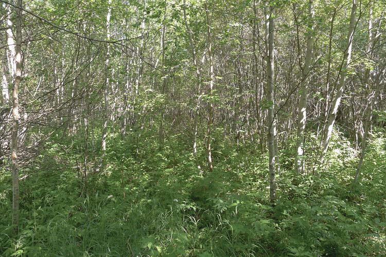 Etäisyys selvitysalueen ja Kempeleenlahden rannikon välissä on noin 0,7-1 km. Selvitysalueen metsäisen pohjoisosan läpi virtaa voimakkaasti perattu Salmioja ja alueen lounaisosa rajoittuu Letontiehen.