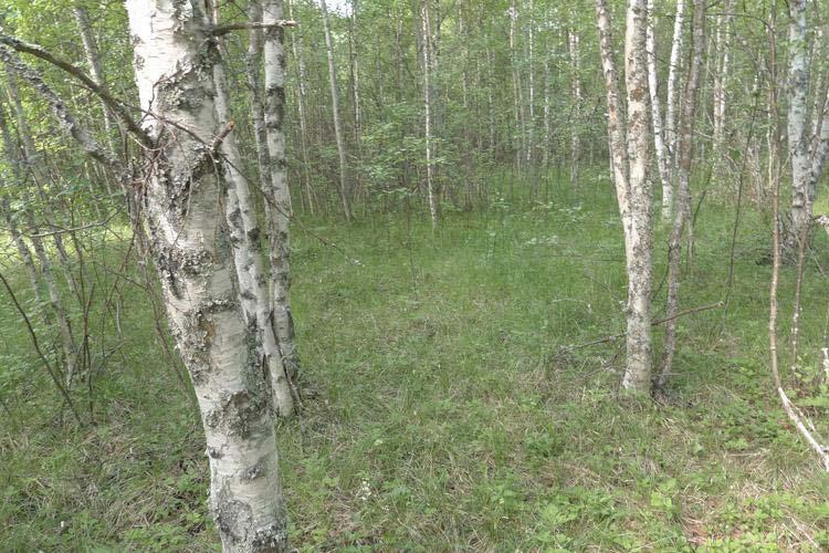 5 Kuva 5. Hieskoivuvaltainen metsäalue.