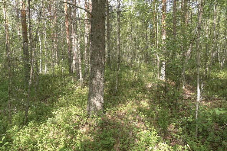 6 Kuva 7. Pensaikkoluhtaa selvitysalueen eteläosassa. Alueen eteläpäädyssä esiintyy pienehköllä alalla kuivahkoa kangasmetsää. Puuston päälajina on mänty ja seassa kasvaa hieskoivua.