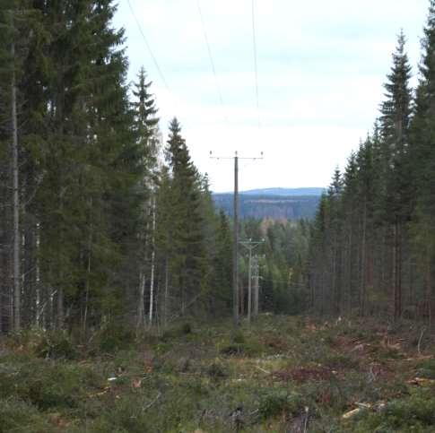 raivaukset ja vierimetsänhoito