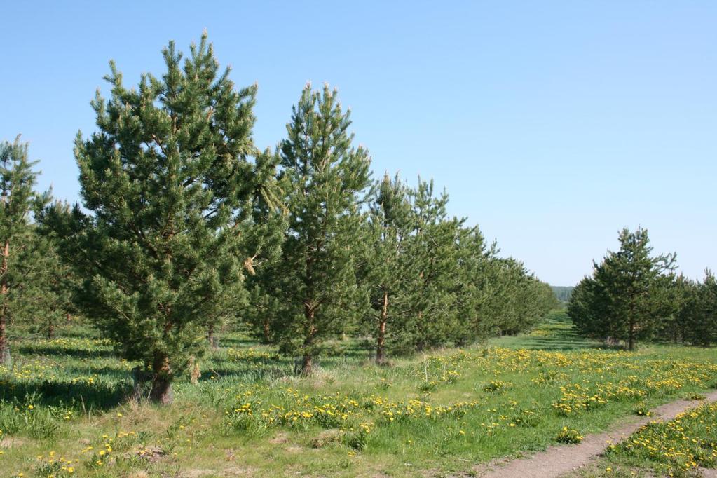 Siemenviljelyohjelma 2011 Metsäpuiden
