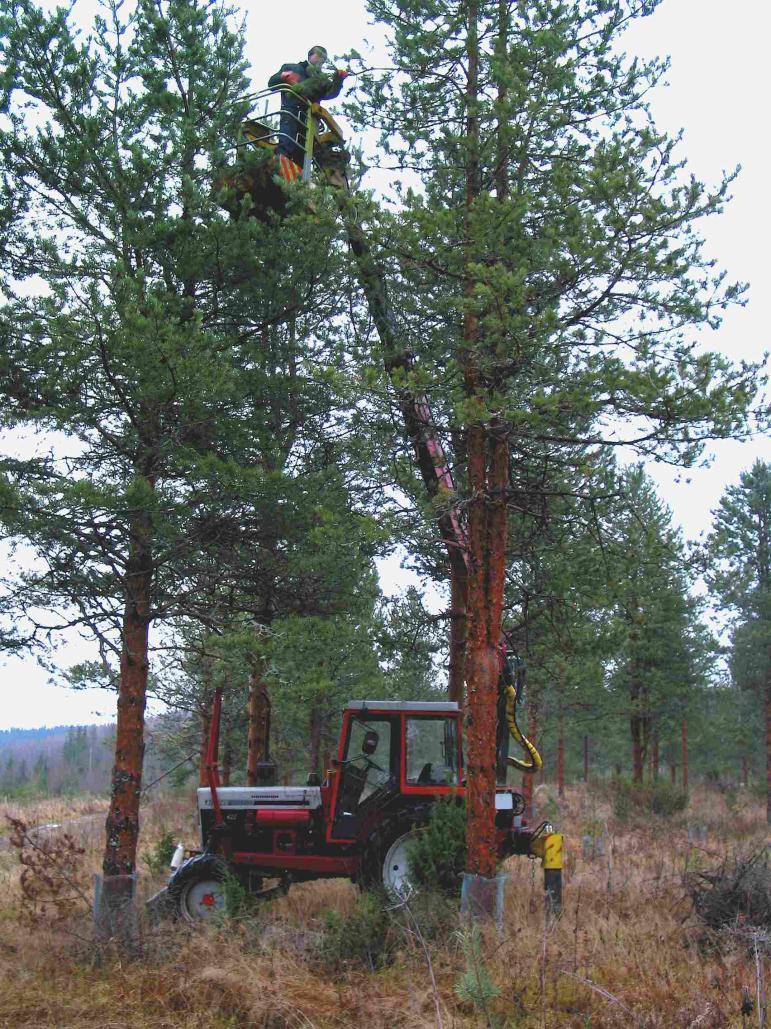 Männyn siementarve Taimitarhat Vuodessa 509 kg siemenviljelyksiltä 483 kg 100 % lähtöisyysalueet 0-9 0 % lähtöisyysalueet 10-11 Metsäkylvö Vuotuinen käyttö 9102 kg siemenviljelyksistä 3213 kg 50 %