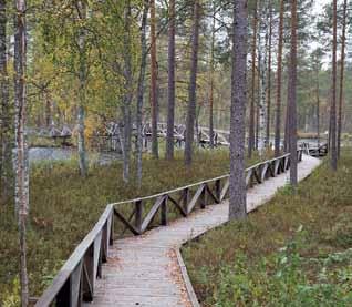 Immon polku > Esteetön rantapolku luontokirkkoon Immon polku kulkee kauniissa järvenrantamaisemissa myötäillen Siirlahden rantaviivaa.