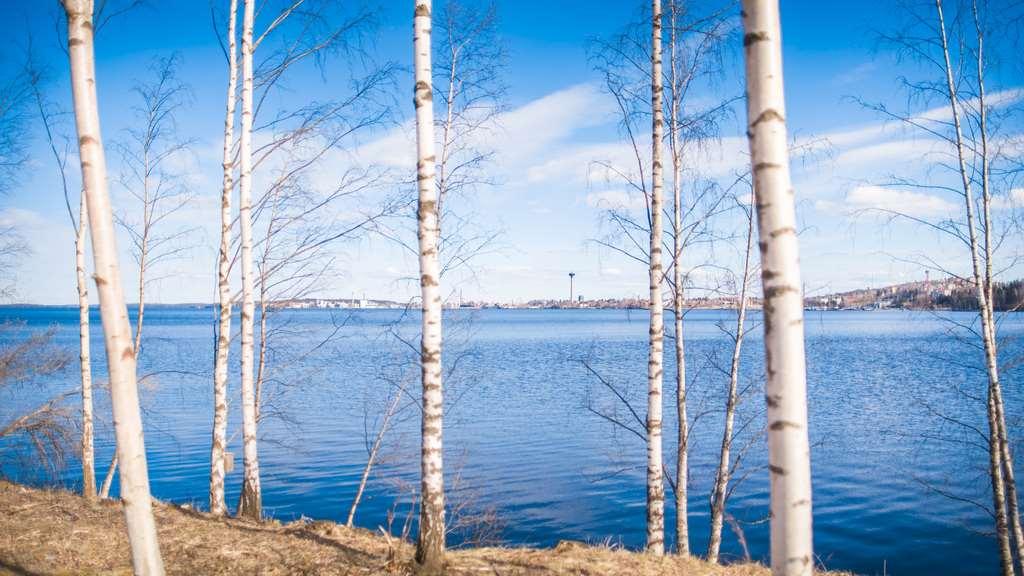 NOLLAKUITUA HYÖTYKÄYTTÖÖN Nollakuitua on kerrostunut Näsijärveen Hiedanrannan edustalle teollisuustoiminnan seurauksena. Sitä on ruopattu järvestä tutkimustarkoituksiin useita kymmeniä kuutioita.