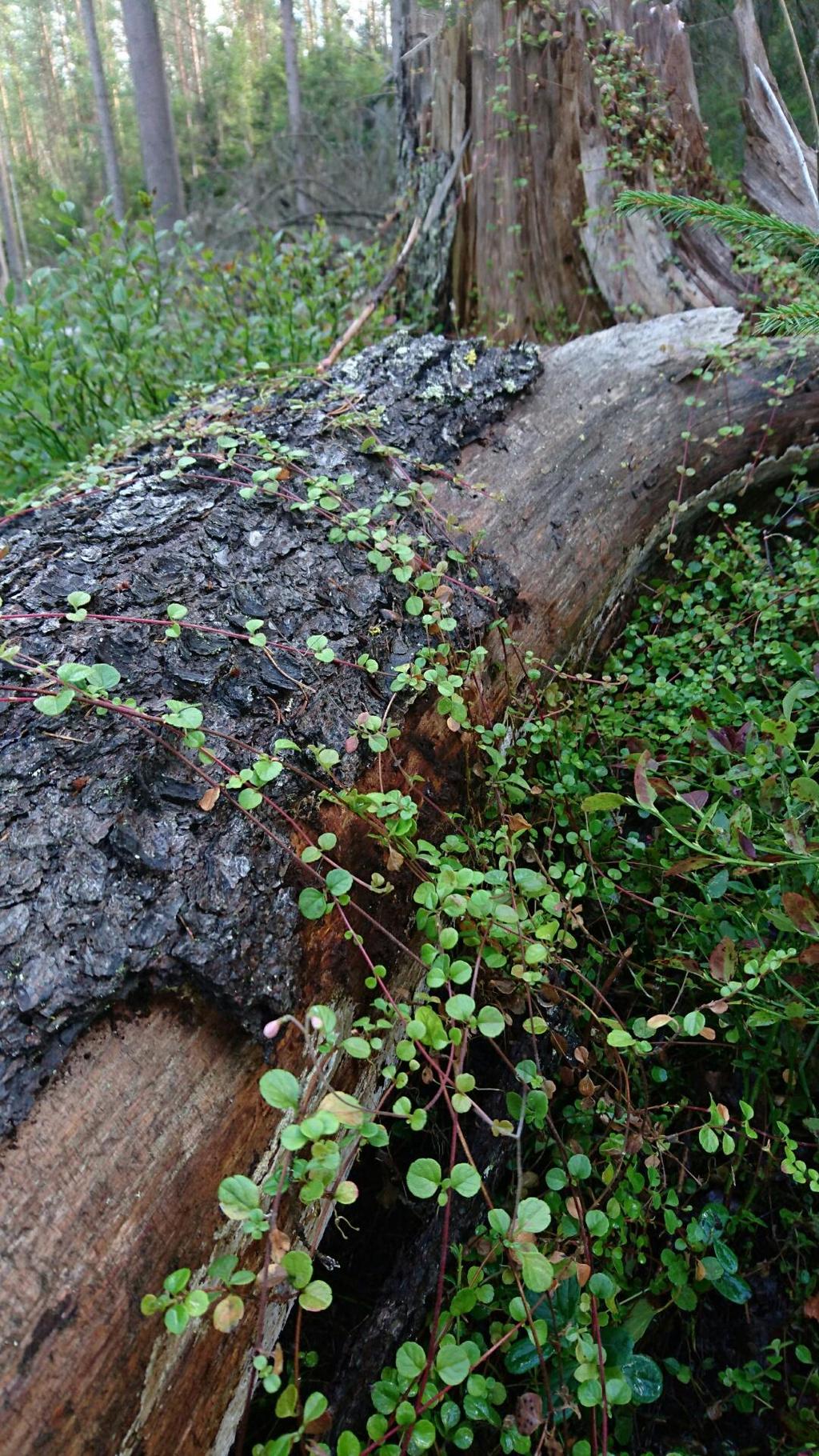 Miksi luonnon monimuotoisuus heikkenee? Suomalainen metsätalous on erittäin laajamittaista ja intensiivistä.