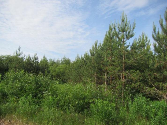 Selvitysalueen eteläosa on metsäistä aluetta, joka on länsiosaltaan mäntyvaltaista kuivahkoa (EVT) kangasta, keskiosalta ojitettua rämettä ja itäosalta tuoretta (VMT) sekapuustoista kangasta.