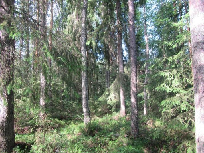 Selvitysalueen itäosan metsäinen alue on vaihtelevaa puustoltaan ja lajistoltaan. Pääosa alueesta on kuivahkoa (EVT) mäntykangasta.