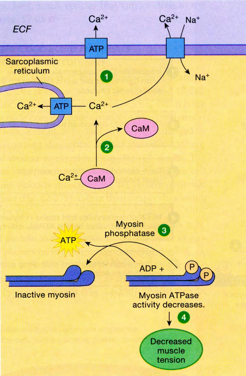 RELAKSAATIO Solunsisäinen [Ca 2+ ] kun sitä pumpataan takaisin solun ulkopuolelle tai SR kalvostoon Ca 2+ irtoaa kalmoduliinista (CaM) Myosiinifosfataasi