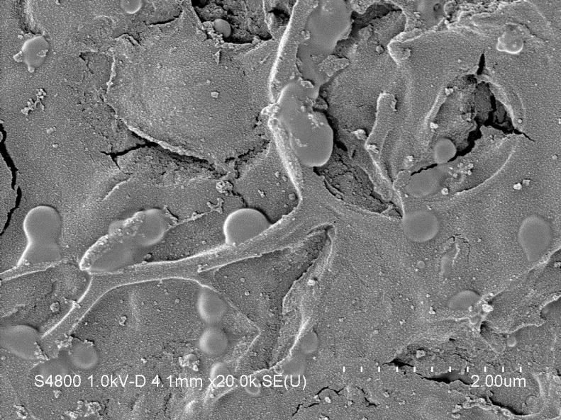 tuottavat ympärilleen limaisen matriisin (eksopolysakkaridit) Olosuhteet biofilmin alla ja sisällä voivat erota merkittävästi