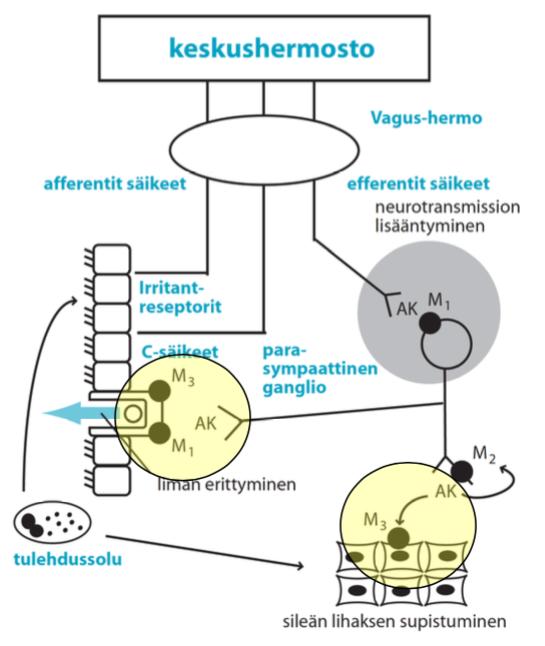 Antikolinergit: Astma ja COPD Ipratropium, Tiotropium Sileän lihaksen relaksaatio Liman eritys