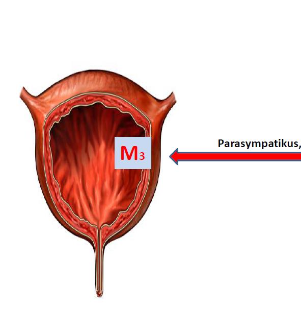 Antikolinergit: pakkoinkontinenssi Oksibutiniini, tolterodiini, solifenasiini Estävät supistelua salpaamalla