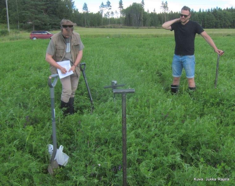 2. Kasvua rajoittavien tekijöiden poisto Ojitus tasolle, jossa juuristolla on hyvät kasvuedellytykset ja vajovedet eivät pääse nousemaan pellon pintakerrokseen saakka.