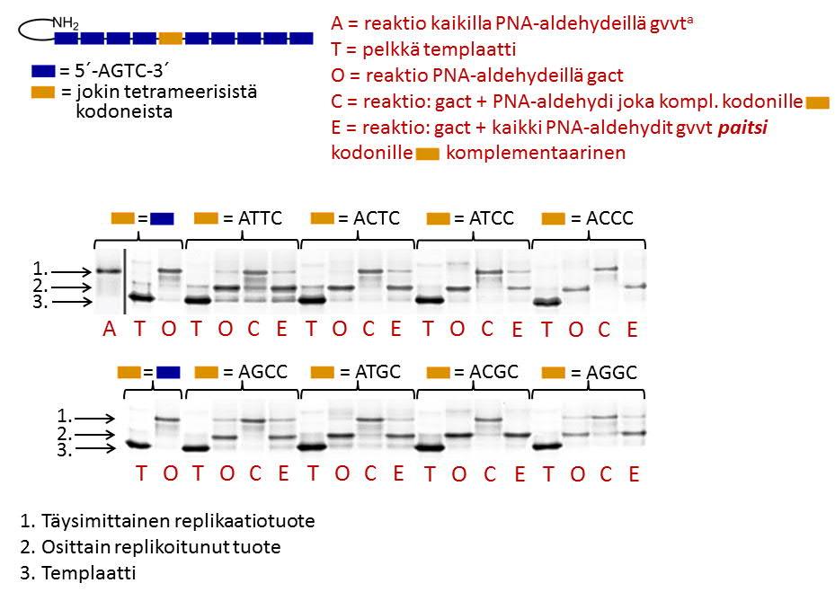 komplementaaristen kodonien havaittiin estävän oligomerisaation jatkuminen kyseisessä kohdassa (Kuva 11).