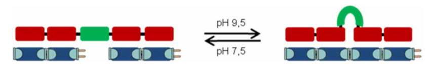 hybridisoitui aluke (5 -GG(TCA)2TCrA), ja alukkeen vieressä overhang-asemassa oli boronihappoyksikön (BTr, BTe tai BPe) trimerisaatiolle komplementaarinen templaattisekvenssi.