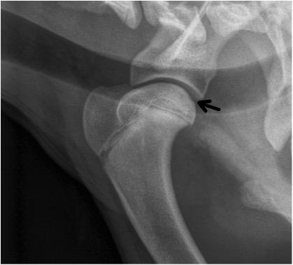 Kuva 1: Seitsemän kuukauden ikäisen bordercollien olkanivel, jossa tummana kuoppana erottuva osteokondroosimuutos näkyy tyypillisellä paikalla olkaluun päässä (musta nuoli).