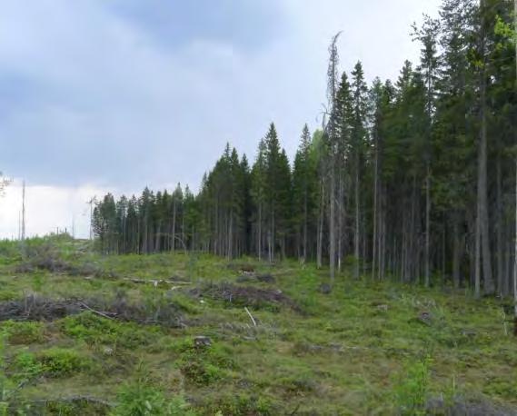 YMPÄRISTÖVAIKUTUSTEN ARVIOINTISELOSTUS 99 Kaivospiirin alueelle on tehty liito-oravaselvitys vuonna 2005 ennen kaivostoiminnan aloittamista, jonka perusteella määriteltiin lajin ydinalueet ja