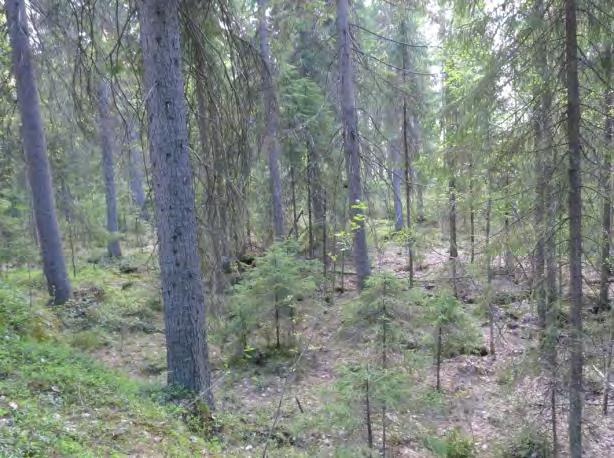 Liito-oravan osalta Kainuun ELY-keskus on 27.6.