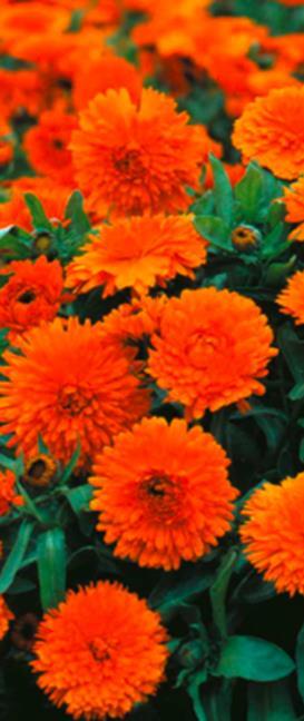 Kukinta Kuihtuneiden kukkien en poisto pidentää kukinta-aikaa. Tarhakehä-kukka Orange Calendula officinalis fl. pl.