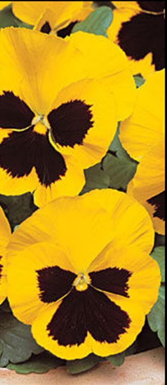 Giant Forerunner Viola Wittrockiana-ryhmä Keltainen tummalla silmällä. Korkeus 15 cm.