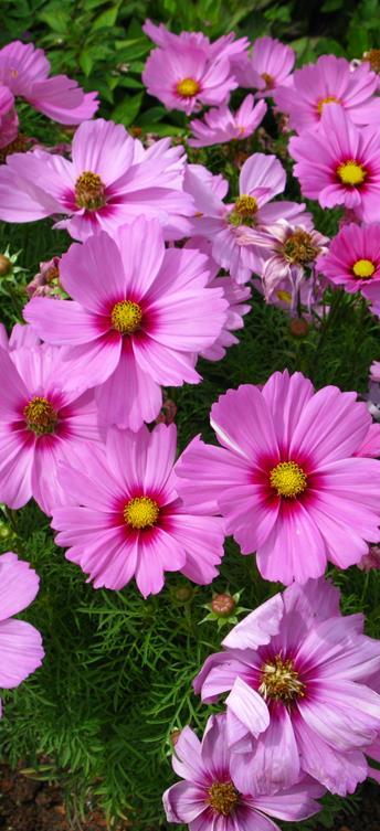 Cosmos bipinnatus. Korkeus 100 cm.