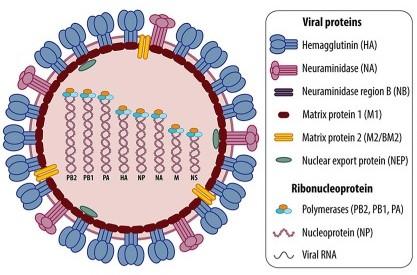 Influenssa A- ja B-virusta ympäröi lipidivaippa, joka on peräisin isäntäsolun membraanista. Lipidivaippa sisältää integraalisia kalvoproteiineja, joita ovat HA, NA sekä M2- ionikanavat.