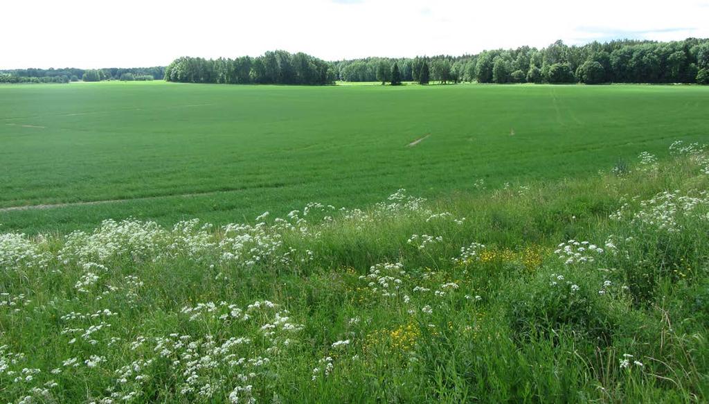 Haltialan alueen peltomaisema niittymäisine pientareineen ja metsäsaarekkeineen rajautuu Keskuspuiston laajoihin metsäalueisiin. 4.