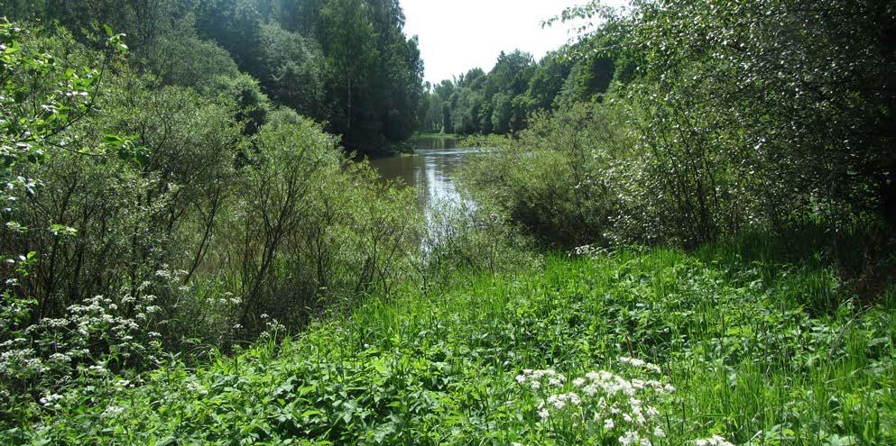 Metsäisen ja puustoisen verkoston ydinalueena toimii Haltialan metsäalue kokonaisuudessaan.