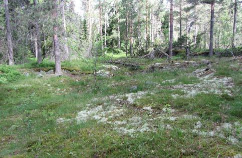 Liikenneväylien, Vantaanjoen ja purojen varrella sijaitsevat viheralueet muodostavat arvokkaan ekokäyttäväverkoston, joka mahdollistaa sekä ihmisten että eliöiden ja kasvien liikkumisen ja leviämisen