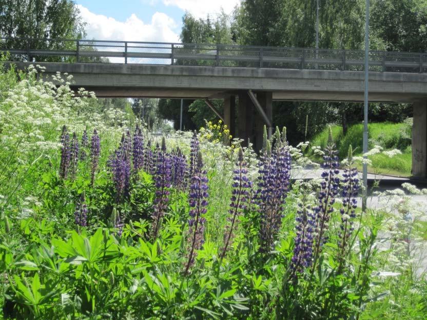 Lupiinin (Lupinus polyphyllus) torjunta Lupiini leviää tehokkaasti siemenistä.