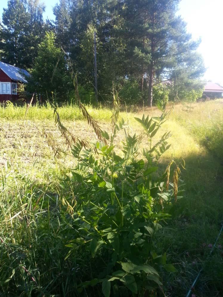 Tienvarsille ja niityille levitessään se on lähes lupiinin veroinen voimakas kilpailija ja maaperän rehevöittäjä.