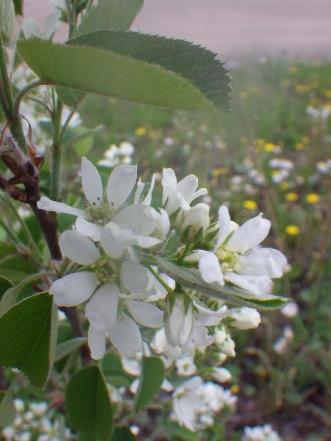 Haitallisia vieraslajeja Amerikanhorsma (Epilobium