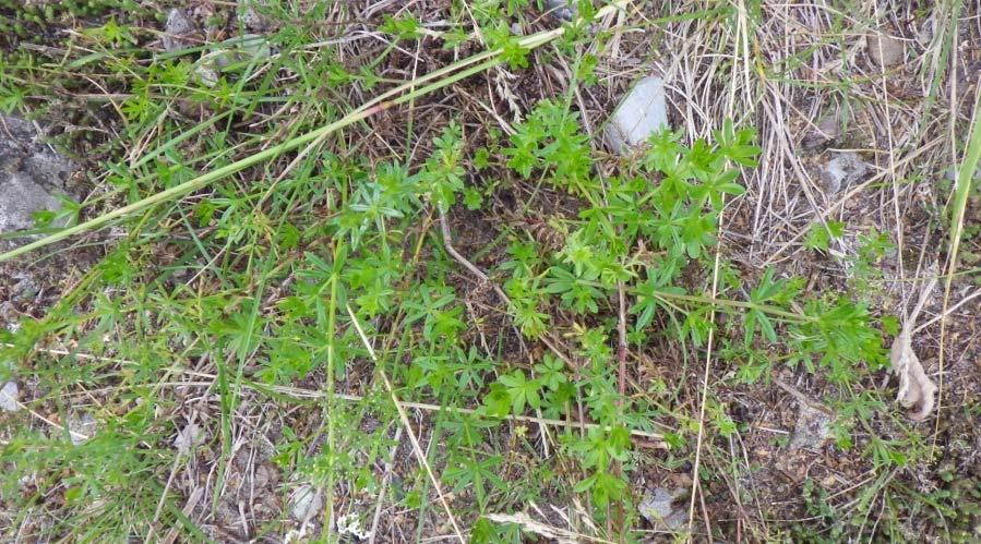 (Galium album) Piennarmatara (Galium x pomeranicum)