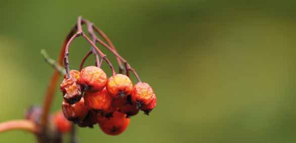 PIENRYHMIÄ KAIKILLE NEULEKERHO Maanantaisin klo 13-15 seurakuntakeskus Rastissa Kerho kokoontuu 3.9.-17.12. Vastuuhenkilö Toini Härmä p. 050 4952 407.