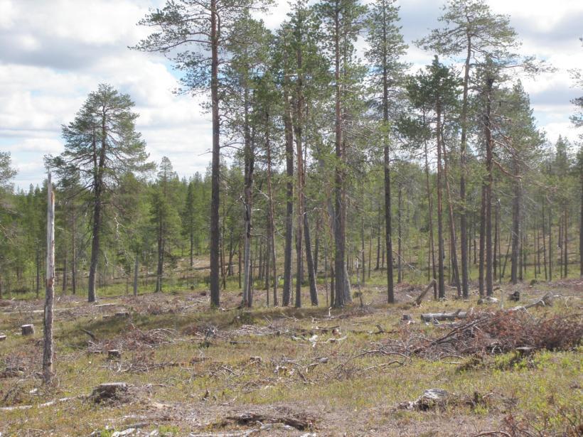 maisema-arvojen turvaaminen metsien virkistysarvojen turvaaminen metsien kulttuuriarvojen turvaaminen suojeltavien lajien ja niiden elinympäristöjen turvaaminen luontokohteiden ominaispiirteiden