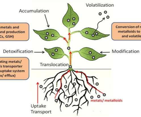 Kasvipuhdistus (fytoremediaatio) Fytostabilointi: kasvittamalla pilaantuneita alueita - vähentää eroosiota - juuristo sitoo raskasmetalleja Kasvisuodatus: juuret tai sammalet suodattavat