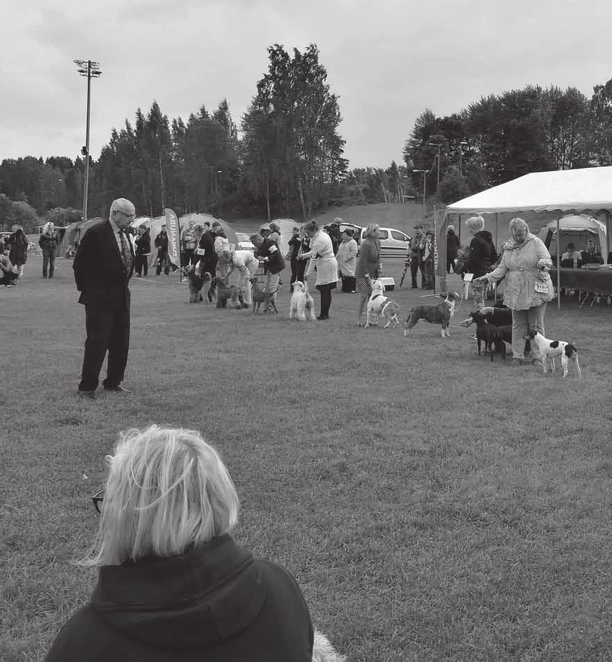 Suomen Terrierijärjestön
