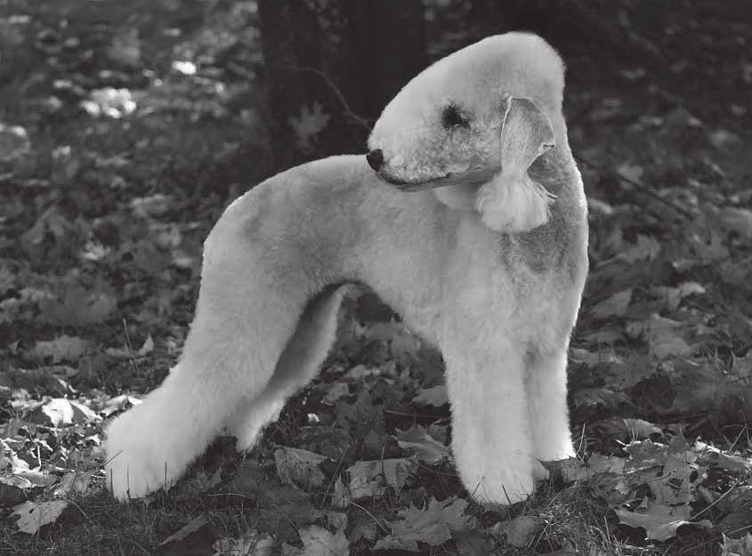 Bedlington