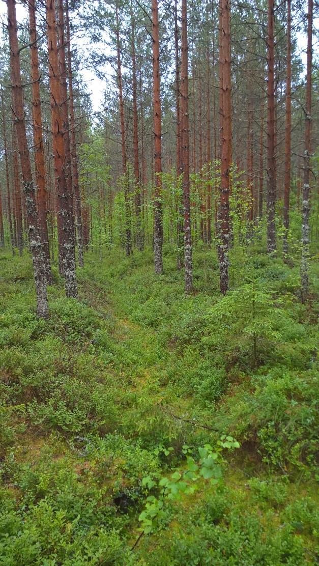 Havaintopiste 2 Kuvaus Ojasto suon yläosissa jo melko umpeen kasvanut, kuivavaraa vain noin 30 cm.