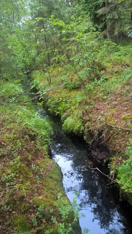 Havaintopiste 4 Kuvaus Hyväkasvuista metsää, jossa puustoa yli 120 m 3 /ha ja ojissa hyvä kuivavara, jopa 60 cm.