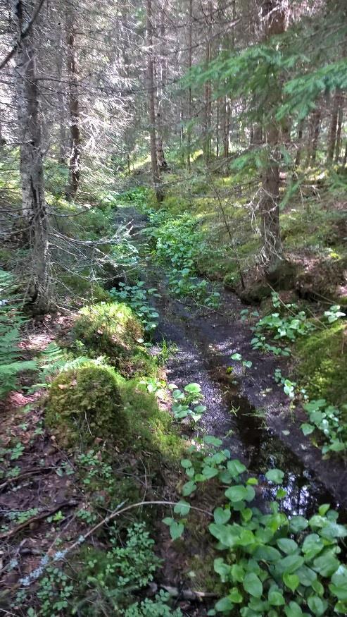 Metsä korpista rehevämpää turvekangasta, jossa puusto hyväkasvuista kuusikkoa.