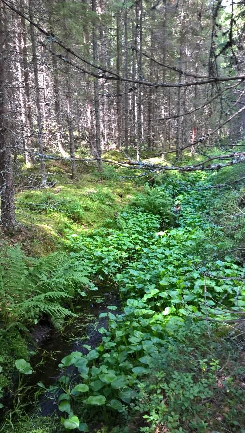 Tällä hetkellä puusto monin paikoin riittää ylläpitämään haihdutusta nykyojituksella.