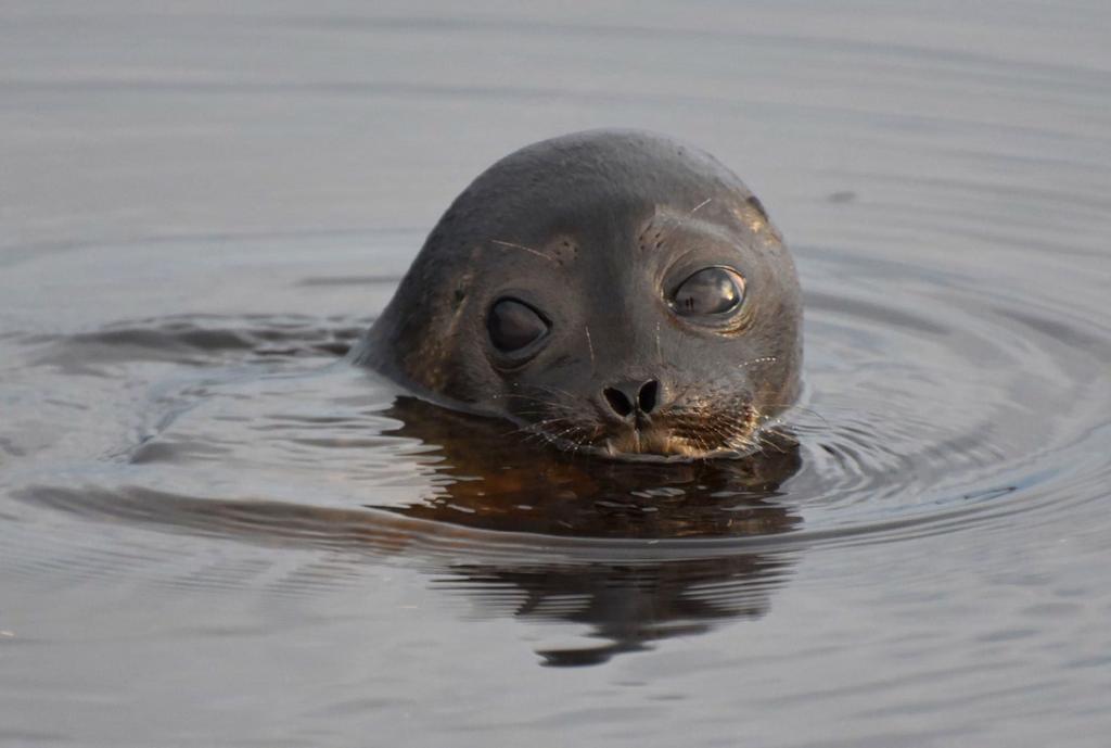 MERVI KUNNASRANTA / WWF Itämerennorppa tarvitsee jäätä ja lunta Saaristomeri jäätyy enää harvoin.