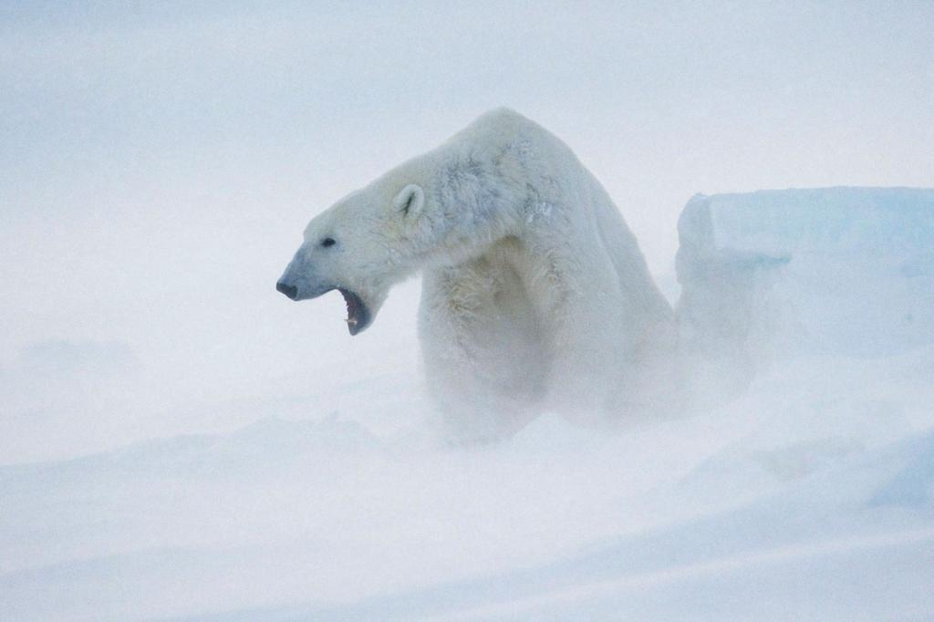 STEVE MORELLO / WWF Jääkarhun koti sulaa? Jos upean pohjoisen luonnon annetaan tuhoutua, korvaavaa ei maapallolta löydy.